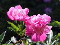 Pfingstrose 'Edulis Superba' 5 Pfingstrose 'Edulis Superba' -Günstiges Erd Seele Geschäft pfingstrose edulis superba m080051 w 0