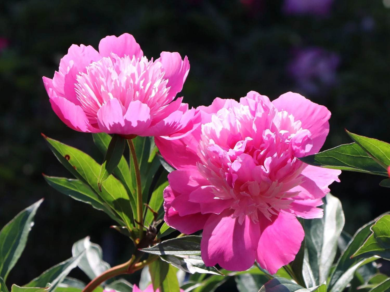 Pfingstrose 'Edulis Superba' 4 Pfingstrose 'Edulis Superba' – Bild 2