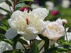 Pfingstrose 'Immaculee' 17 Pfingstrose 'Immaculee' -Günstiges Erd Seele Geschäft pfingstrose immaculee m059804 w 0