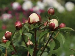 Pfingstrose 'Immaculee' 20 Pfingstrose 'Immaculee' -Günstiges Erd Seele Geschäft pfingstrose immaculee m059804 w 1