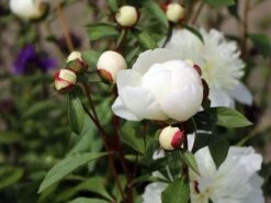 Pfingstrose 'Immaculee' 24 Pfingstrose 'Immaculee' -Günstiges Erd Seele Geschäft pfingstrose immaculee m059804 w 10