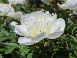 Pfingstrose 'Immaculee' 23 Pfingstrose 'Immaculee' -Günstiges Erd Seele Geschäft pfingstrose immaculee m059804 w 11