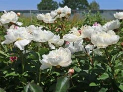 Pfingstrose 'Immaculee' 16 Pfingstrose 'Immaculee' -Günstiges Erd Seele Geschäft pfingstrose immaculee m059804 w 3