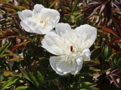 Pfingstrose 'Immaculee' 26 Pfingstrose 'Immaculee' -Günstiges Erd Seele Geschäft pfingstrose immaculee m059804 w 6