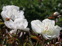 Pfingstrose 'Immaculee' 21 Pfingstrose 'Immaculee' -Günstiges Erd Seele Geschäft pfingstrose immaculee m059804 w 7