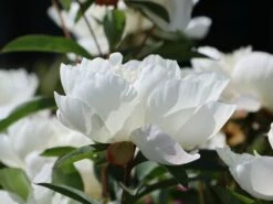 Pfingstrose 'Immaculee' 25 Pfingstrose 'Immaculee' -Günstiges Erd Seele Geschäft pfingstrose immaculee m059804 w 9