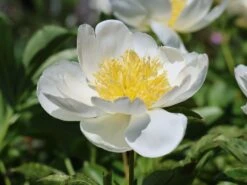 Pfingstrose 'Jan Van Leeuwen' -Günstiges Erd Seele Geschäft pfingstrose jan van leeuwen m062454 w 6