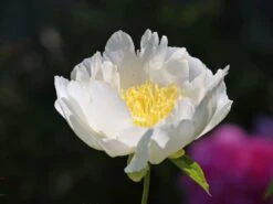 Pfingstrose 'Jan Van Leeuwen' -Günstiges Erd Seele Geschäft pfingstrose jan van leeuwen m062454 w 9