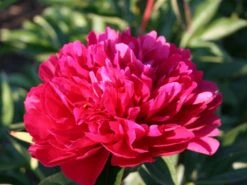 Asiatische Pfingstrose 'Red Magic'