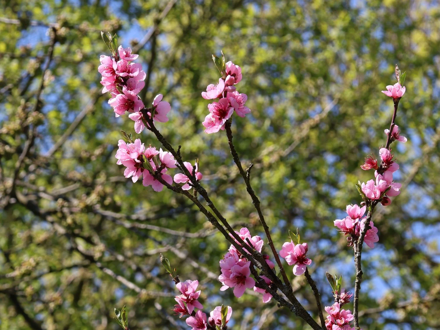 Pfirsich 'Dixired' 4 Pfirsich 'Dixired' – Bild 2