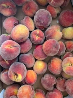 Pfirsich 'Dixired' 7 Pfirsich 'Dixired' -Günstiges Erd Seele Geschäft pfirsich dixired m107096 w 1