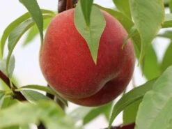 Pfirsich 'Früher Roter Ingelheimer' -Günstiges Erd Seele Geschäft pfirsich frueher roter ingelheimer m063977 w 1