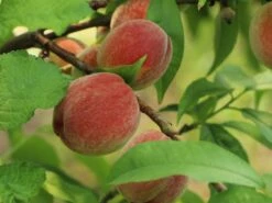 Pfirsich 'Früher Roter Ingelheimer' -Günstiges Erd Seele Geschäft pfirsich frueher roter ingelheimer m063977 w 2