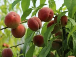 Pfirsich 'Früher Roter Ingelheimer' -Günstiges Erd Seele Geschäft pfirsich frueher roter ingelheimer m063977 w 3