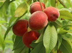 Pfirsich 'Früher Roter Ingelheimer' -Günstiges Erd Seele Geschäft pfirsich frueher roter ingelheimer m063977 w 4