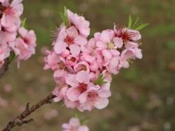 Pfirsich 'Früher Roter Ingelheimer' -Günstiges Erd Seele Geschäft pfirsich frueher roter ingelheimer m063977 w 5