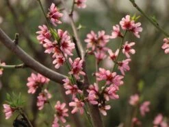 Pfirsich 'Früher Roter Ingelheimer' -Günstiges Erd Seele Geschäft pfirsich frueher roter ingelheimer m063977 w 6