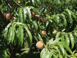 Pfirsich 'Kernechter Vom Vorgebirge'