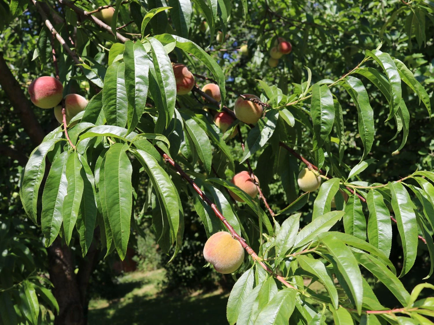 Pfirsich 'Kernechter Vom Vorgebirge' 3 Pfirsich 'Kernechter Vom Vorgebirge'