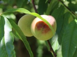 Pfirsich 'Kernechter Vom Vorgebirge' 20 Pfirsich 'Kernechter Vom Vorgebirge' -Günstiges Erd Seele Geschäft pfirsich kernechter vom vorgebirge m006720 w 0