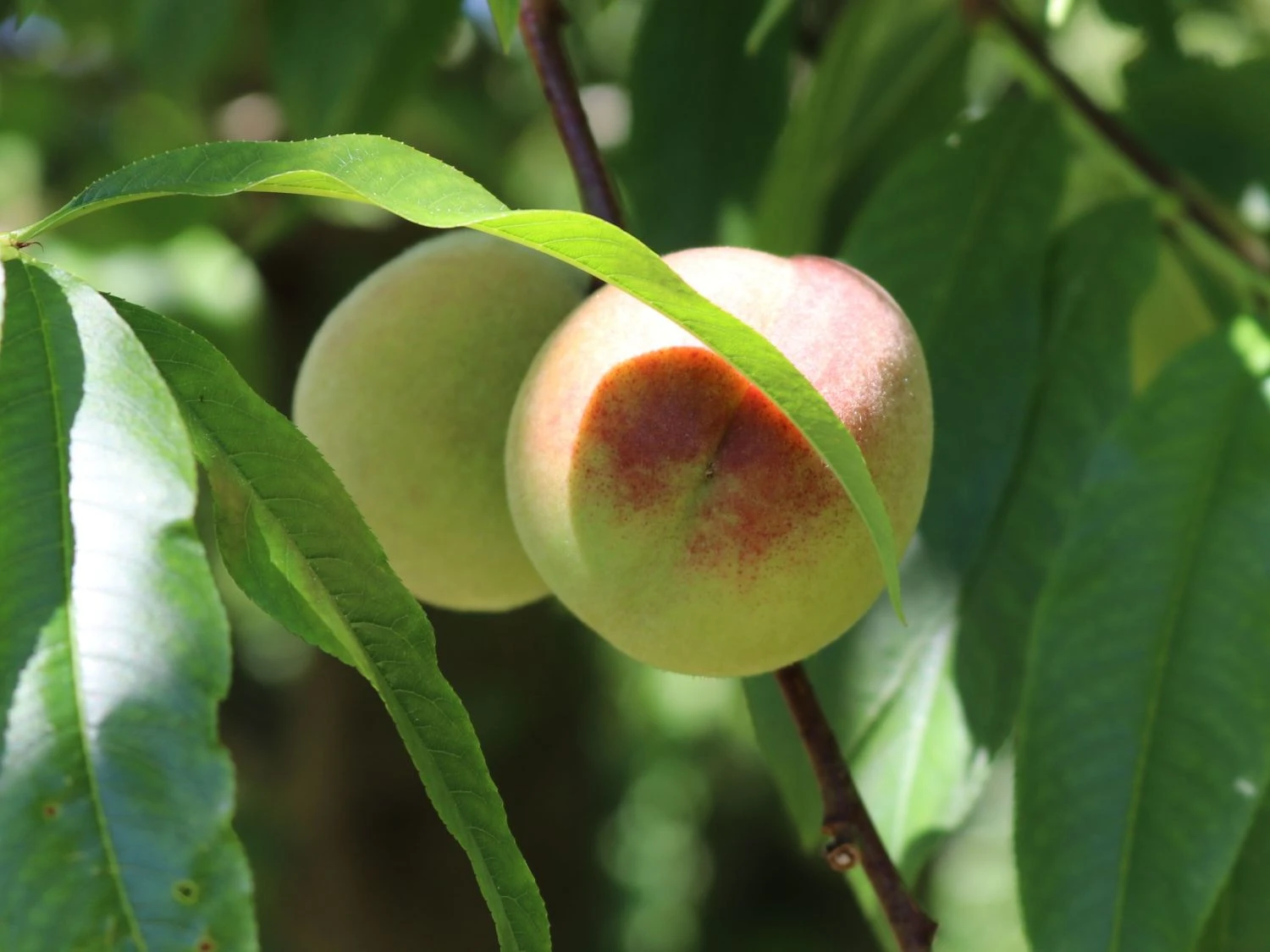 Pfirsich 'Kernechter Vom Vorgebirge' 9 Pfirsich 'Kernechter Vom Vorgebirge' – Bild 7