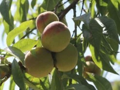 Pfirsich 'Kernechter Vom Vorgebirge' 19 Pfirsich 'Kernechter Vom Vorgebirge' -Günstiges Erd Seele Geschäft pfirsich kernechter vom vorgebirge m006720 w 1