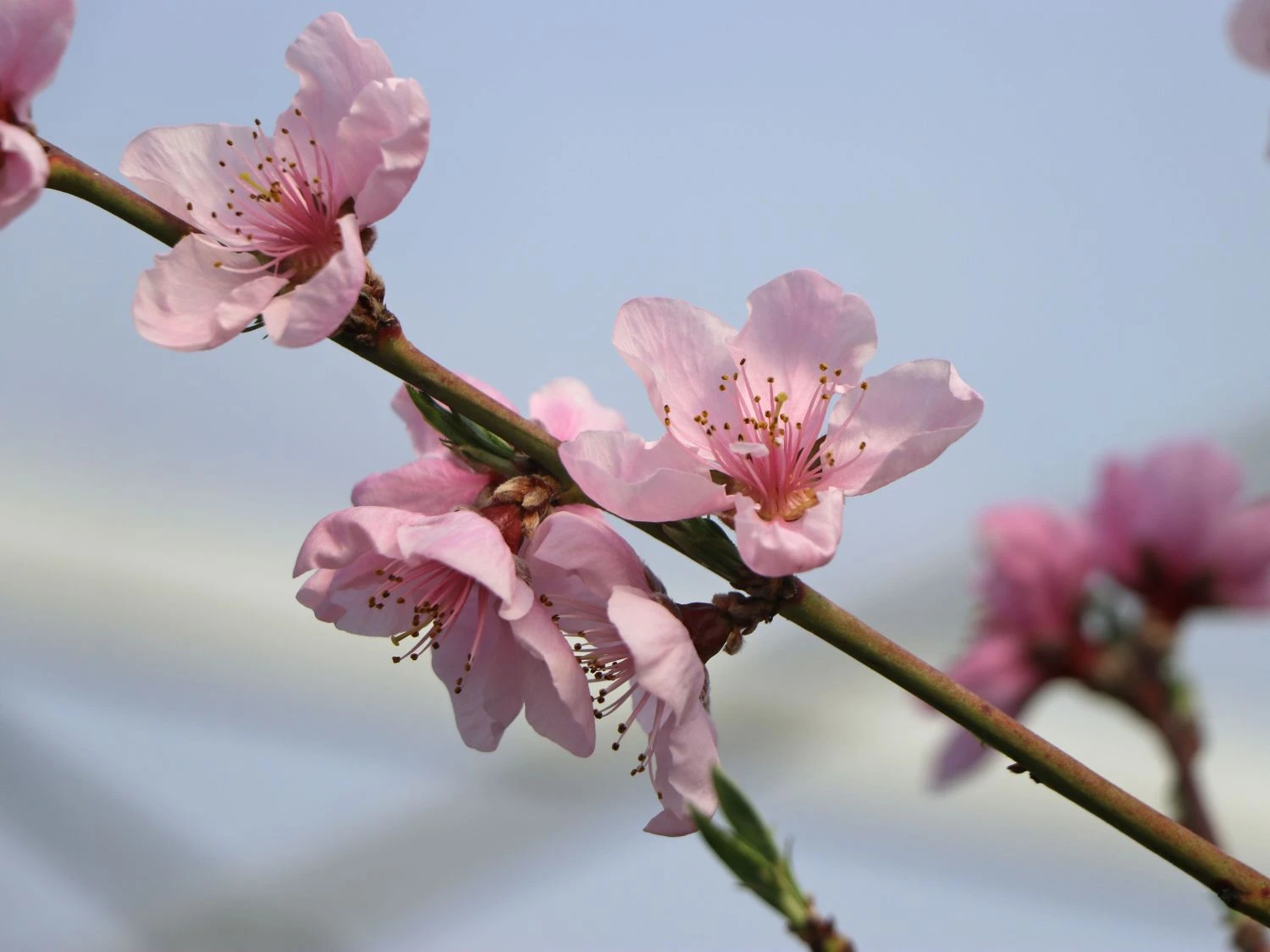 Pfirsich 'Kernechter Vom Vorgebirge' 4 Pfirsich 'Kernechter Vom Vorgebirge' – Bild 2