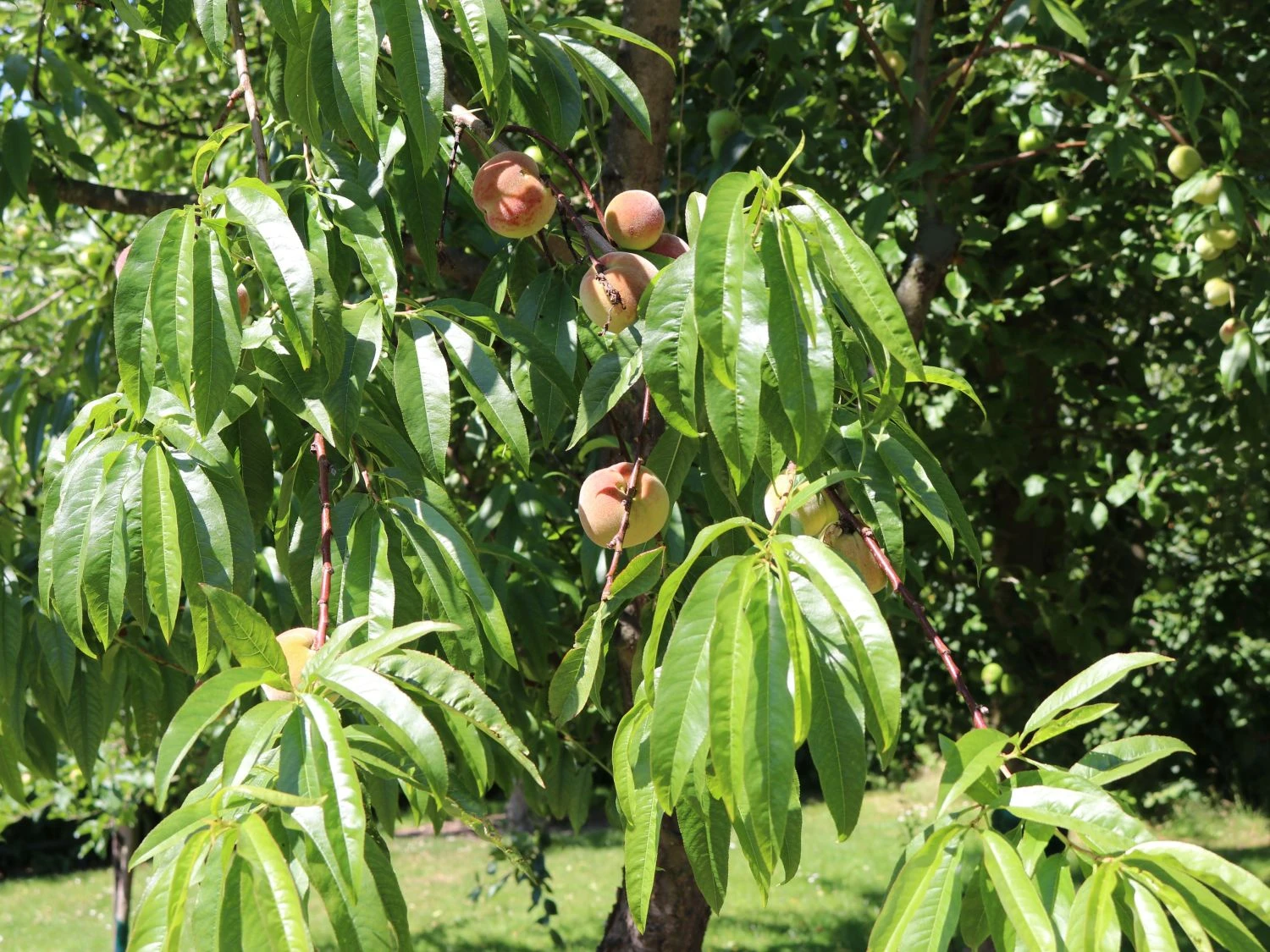 Pfirsich 'Kernechter Vom Vorgebirge' 11 Pfirsich 'Kernechter Vom Vorgebirge' – Bild 9
