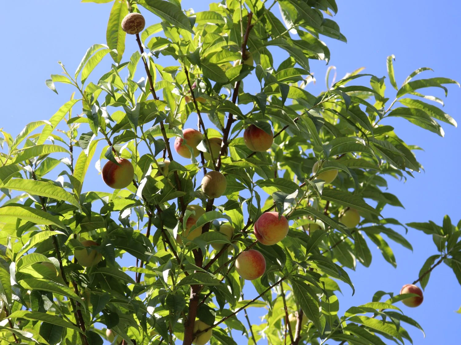 Pfirsich 'Kernechter Vom Vorgebirge' 10 Pfirsich 'Kernechter Vom Vorgebirge' – Bild 8