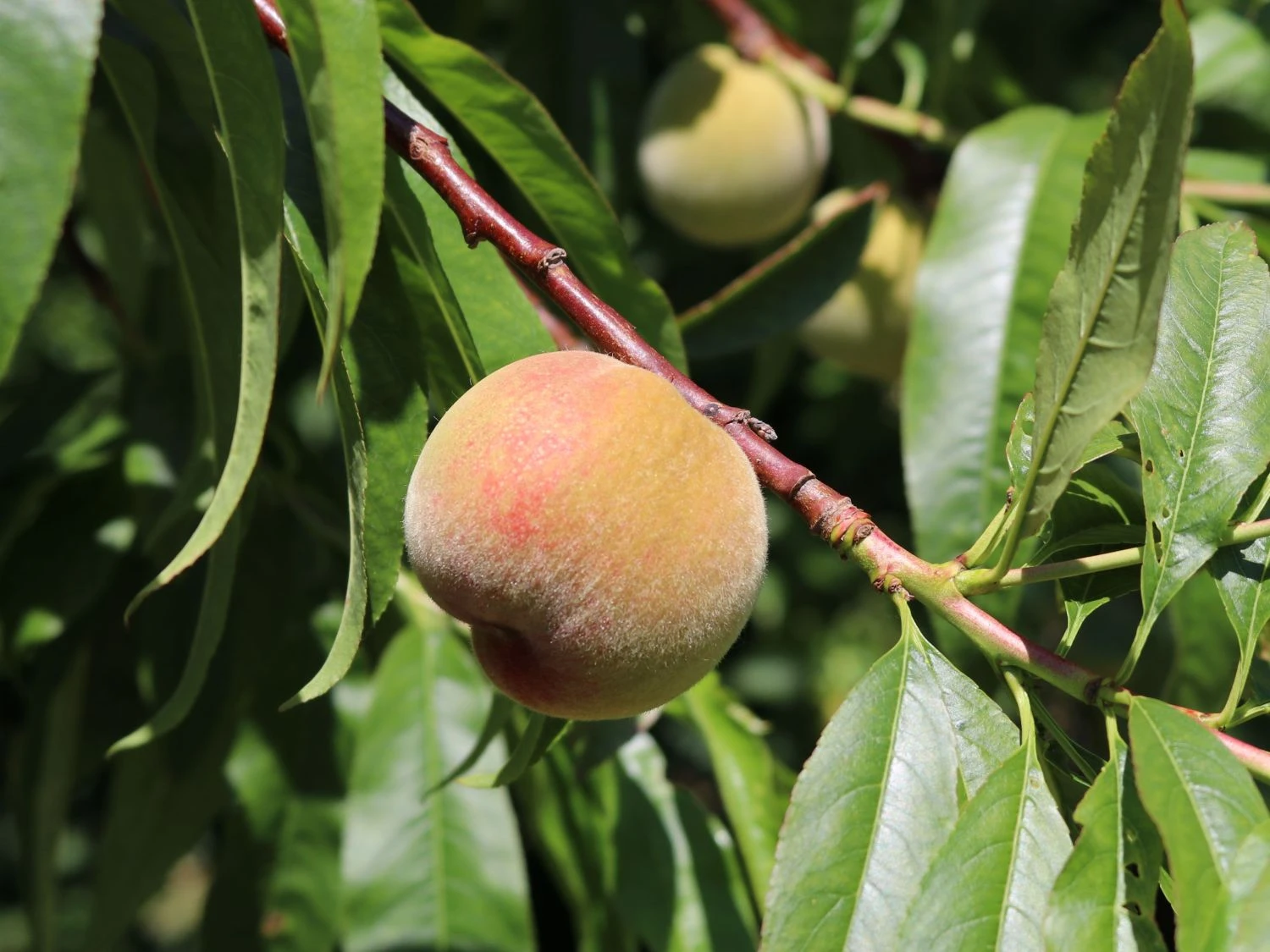 Pfirsich 'Kernechter Vom Vorgebirge' 12 Pfirsich 'Kernechter Vom Vorgebirge' – Bild 10