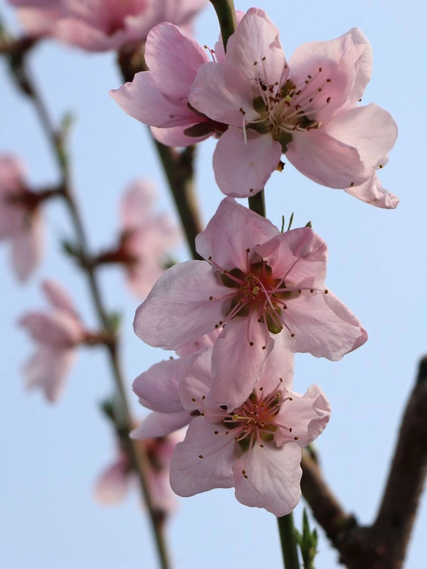 Pfirsich 'Kernechter Vom Vorgebirge' 14 Pfirsich 'Kernechter Vom Vorgebirge' – Bild 12