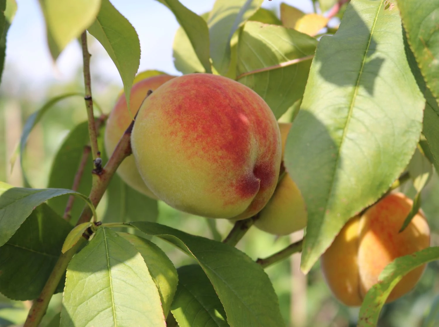 Pfirsich 'Kernechter Vom Vorgebirge' 5 Pfirsich 'Kernechter Vom Vorgebirge' – Bild 3