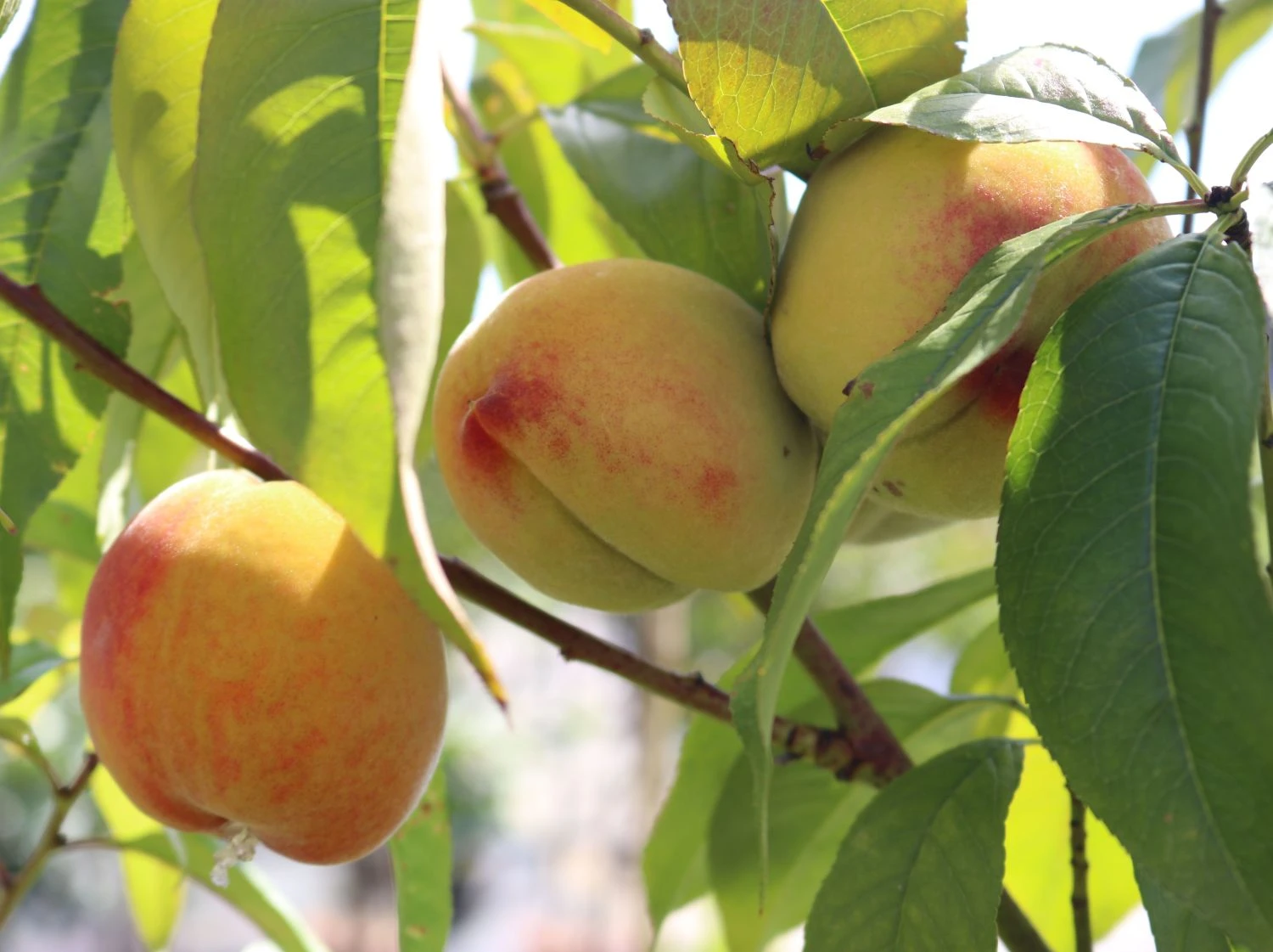 Pfirsich 'Kernechter Vom Vorgebirge' 7 Pfirsich 'Kernechter Vom Vorgebirge' – Bild 5