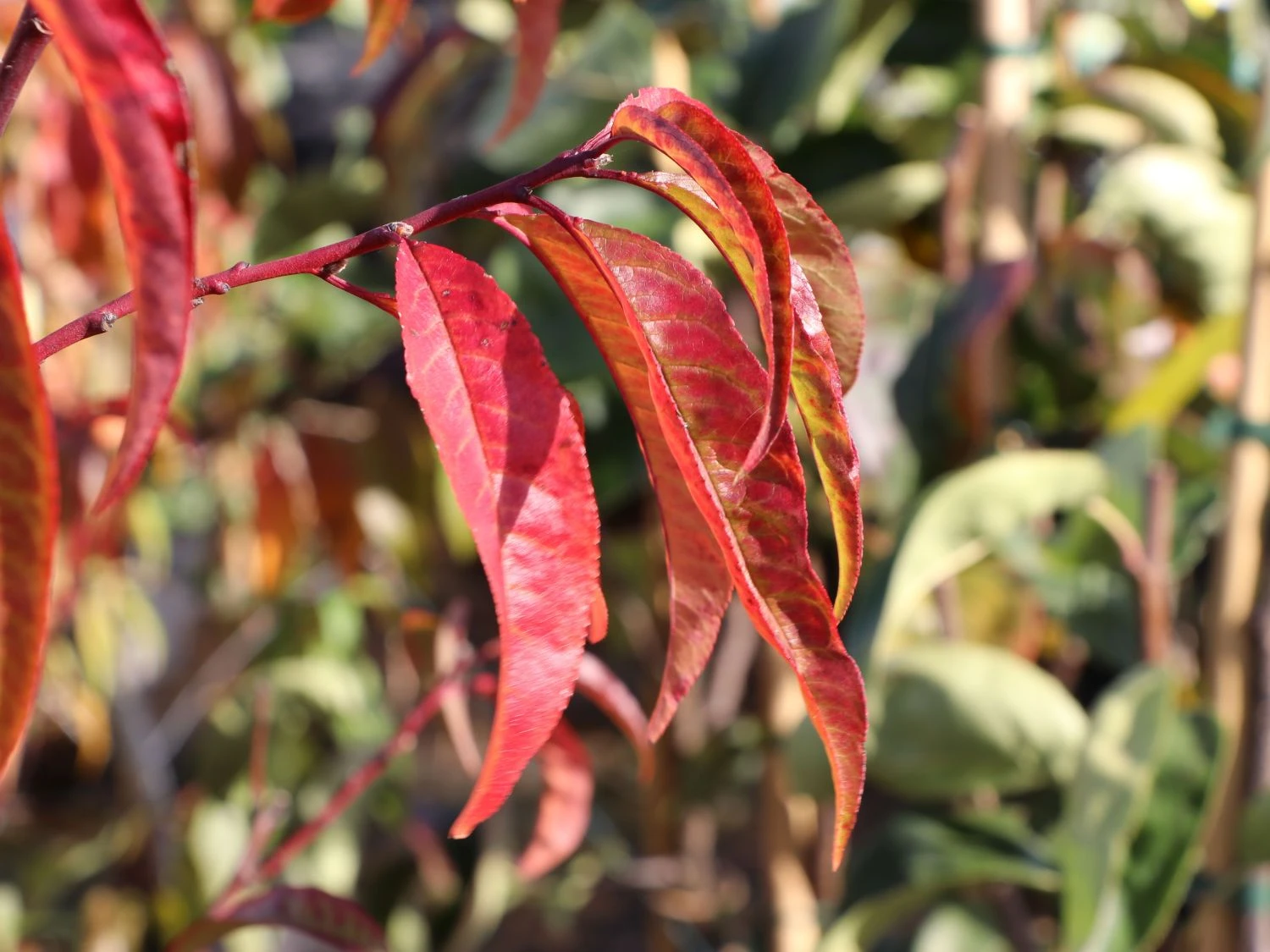 Pfirsich 'Kernechter Vom Vorgebirge' 6 Pfirsich 'Kernechter Vom Vorgebirge' – Bild 4