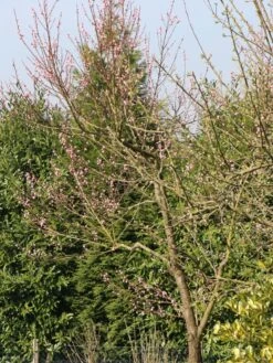 Pfirsich 'Kernechter Vom Vorgebirge' 24 Pfirsich 'Kernechter Vom Vorgebirge' -Günstiges Erd Seele Geschäft pfirsich kernechter vom vorgebirge m006720 w 9