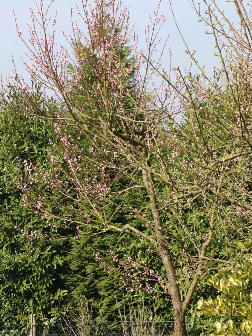 Pfirsich 'Kernechter Vom Vorgebirge' 13 Pfirsich 'Kernechter Vom Vorgebirge' – Bild 11