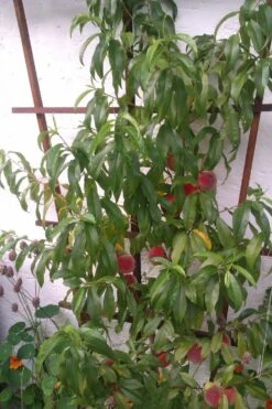 Pfirsich 'Red Haven' -Günstiges Erd Seele Geschäft pfirsich red haven m006722 669099 0