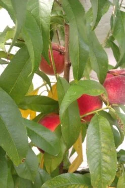 Pfirsich 'Red Haven' -Günstiges Erd Seele Geschäft pfirsich red haven m006722 669099 1