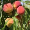 Pfirsich 'Red Haven' 1 Pfirsich 'Red Haven' -Günstiges Erd Seele Geschäft pfirsich red haven m006722 h 0