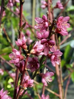 Pfirsich 'Red Haven' -Günstiges Erd Seele Geschäft pfirsich red haven m006722 w 0