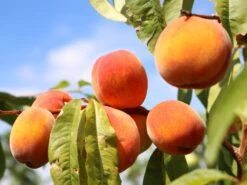 Pfirsich 'Red Haven' -Günstiges Erd Seele Geschäft pfirsich red haven m006722 w 3