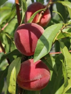 Pfirsich 'Red Haven' -Günstiges Erd Seele Geschäft pfirsich red haven m006722 w 5