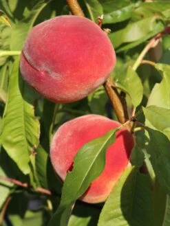 Pfirsich 'Red Haven' -Günstiges Erd Seele Geschäft pfirsich red haven m006722 w 6