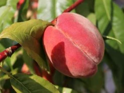 Pfirsich 'Red Haven' -Günstiges Erd Seele Geschäft pfirsich red haven m006722 w 7