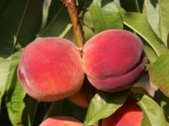 Pfirsich 'Red Haven' -Günstiges Erd Seele Geschäft pfirsich red haven m006722 w 8