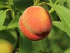 Pfirsich 'Rekord Von Alfter' -Günstiges Erd Seele Geschäft pfirsich rekord von alfter m102667 w 0