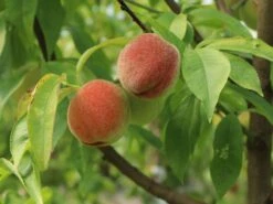 Pfirsich 'Rekord Von Alfter' -Günstiges Erd Seele Geschäft pfirsich rekord von alfter m102667 w 1