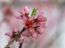 Pfirsich 'Rekord Von Alfter' -Günstiges Erd Seele Geschäft pfirsich rekord von alfter m102667 w 2