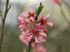 Pfirsich 'Rekord Von Alfter' -Günstiges Erd Seele Geschäft pfirsich rekord von alfter m102667 w 3