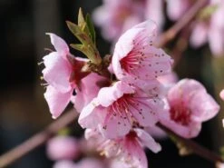 Pfirsich 'Rekord Von Alfter' -Günstiges Erd Seele Geschäft pfirsich rekord von alfter m102667 w 4